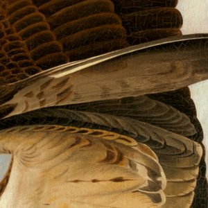 John James Audubon Osprey And Weakfish Details