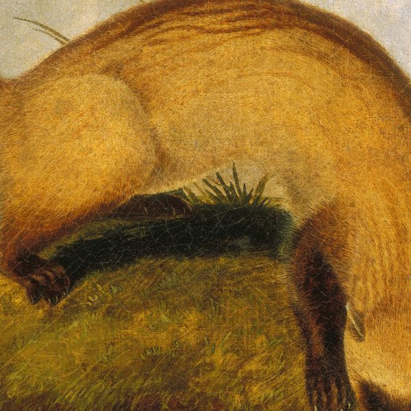 John Woodhouse Audubon Black Footed Ferret Details